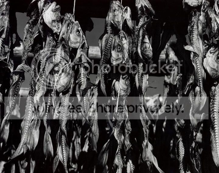 32DryingFishIceland2006.jpg