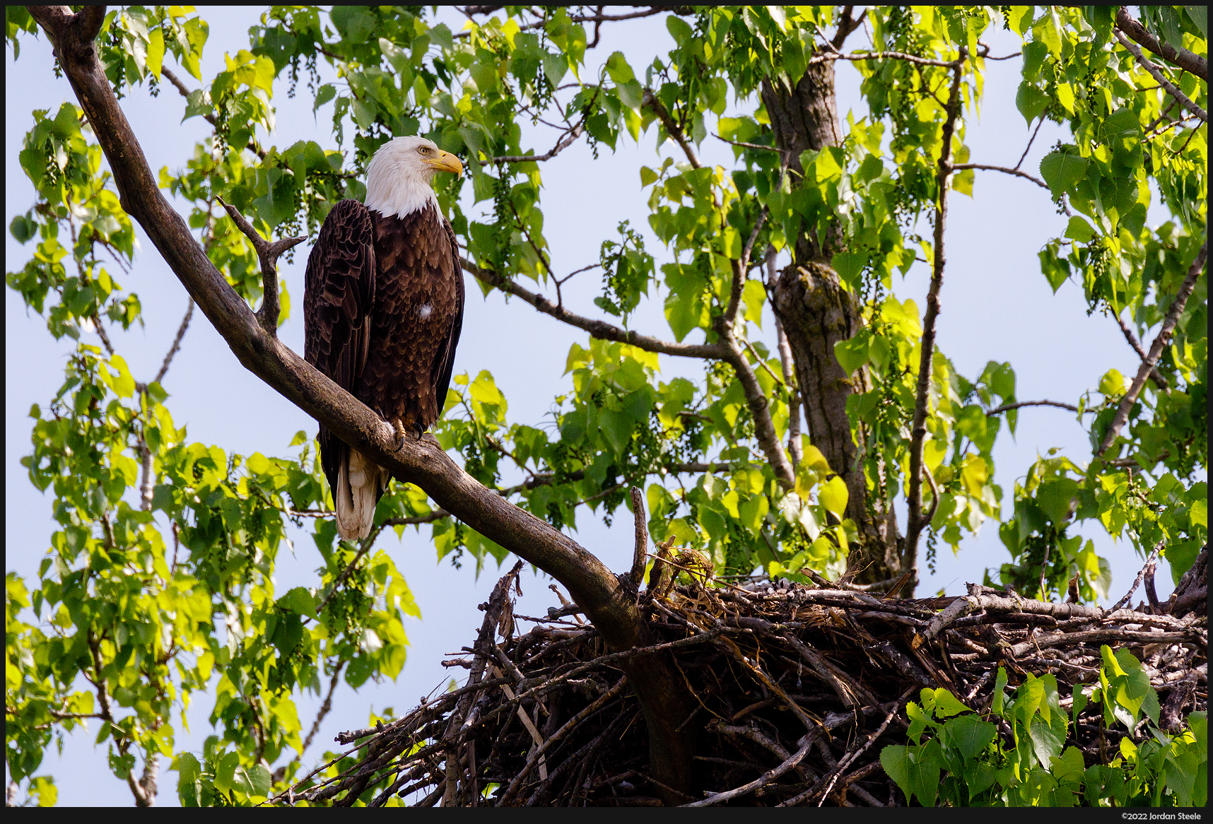 eagle_perched.jpg