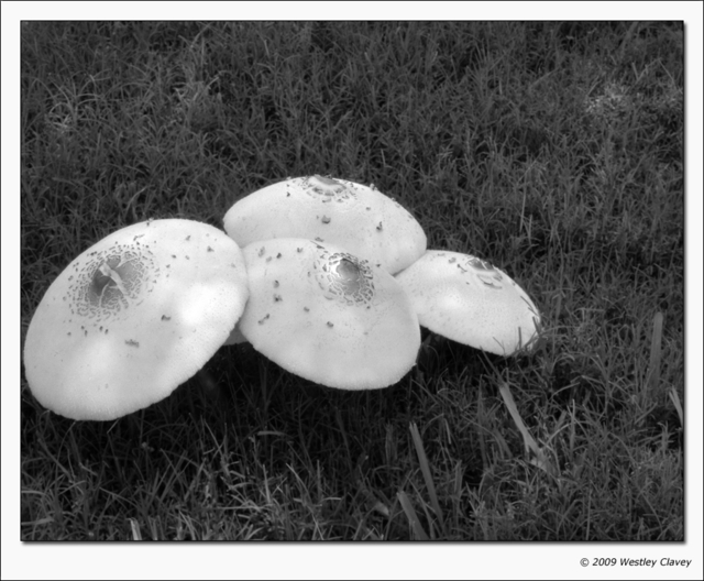 WMC-img_760+sm.jpg