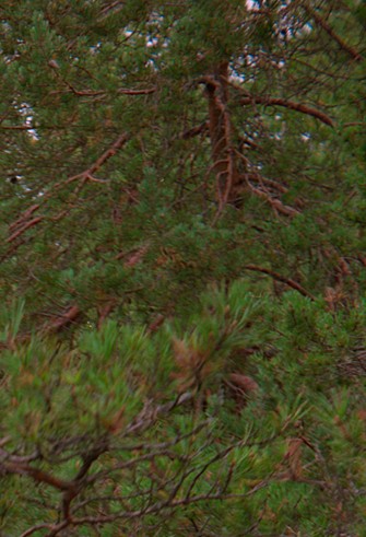 2883760953_ca30ce5d6b_o.jpg