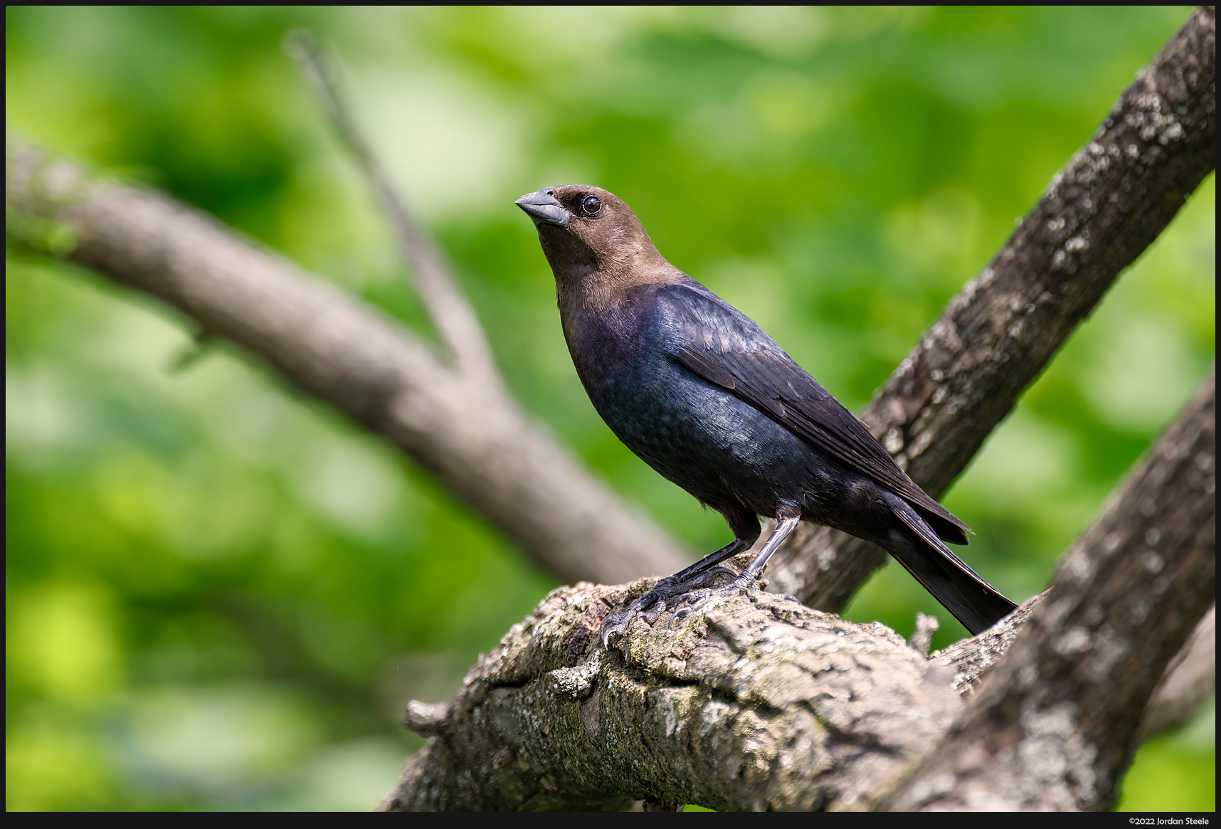 brown_cowbird.jpg