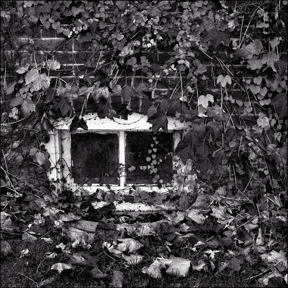 vine-window.jpg