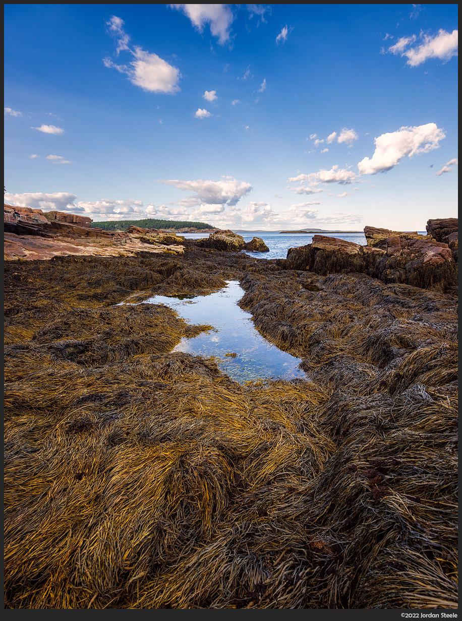 acadia_seaweed.jpg