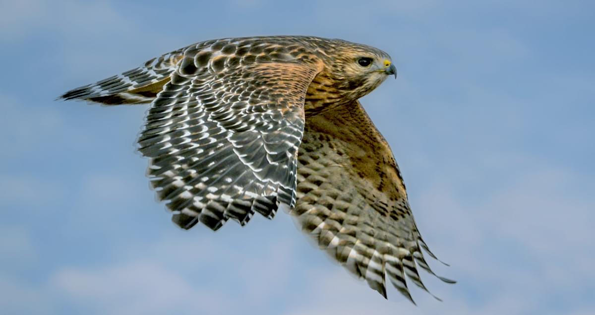 www.allaboutbirds.org