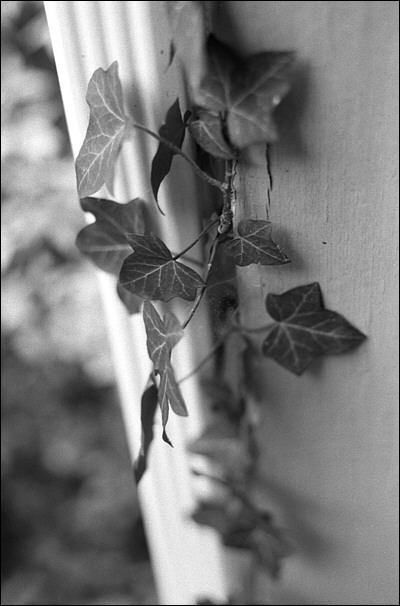 ivy-spout.jpg