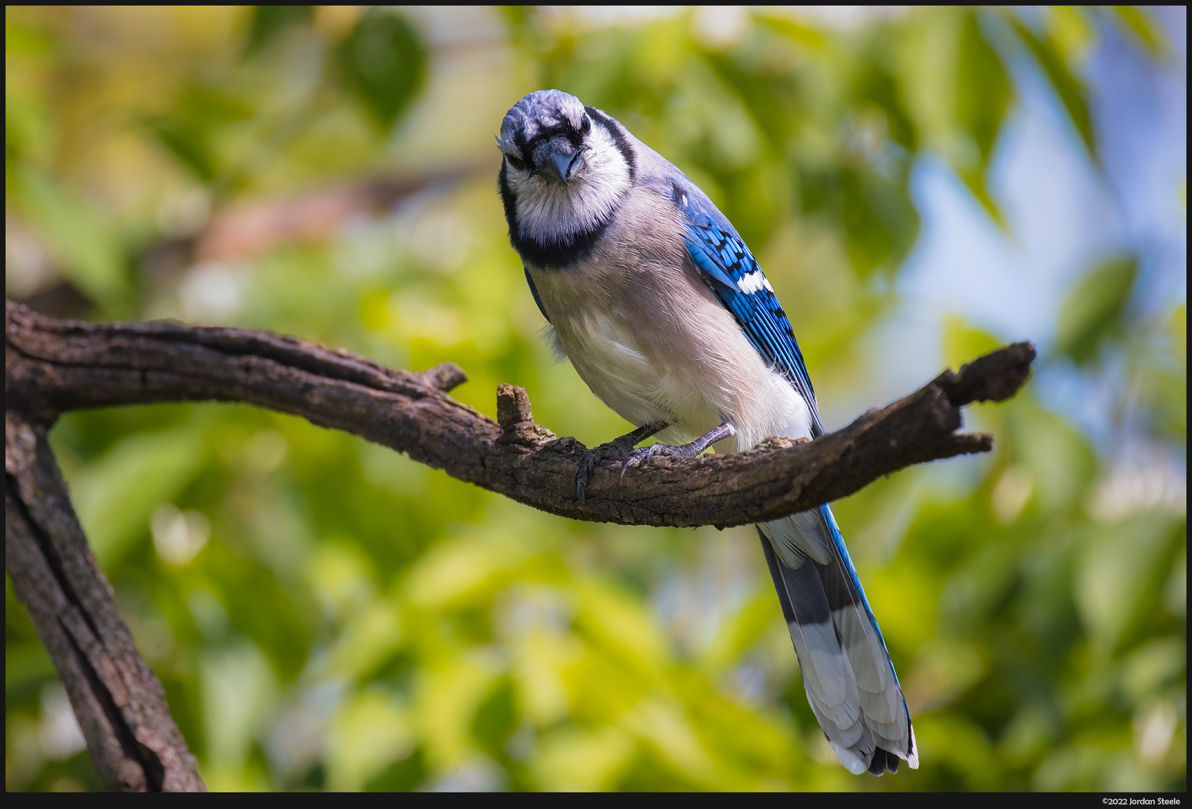 bluejay_staring.jpg