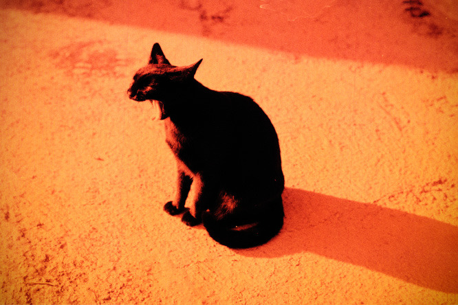 tumblr_ozm40hFvhM1trdnxyo1_1280.jpg