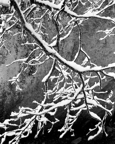 New%20Snow%2C%20Oak%20Branch.jpg
