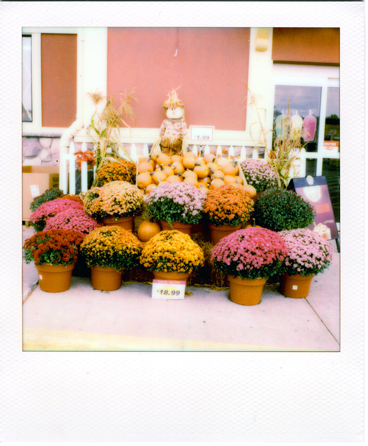 pola2.jpg