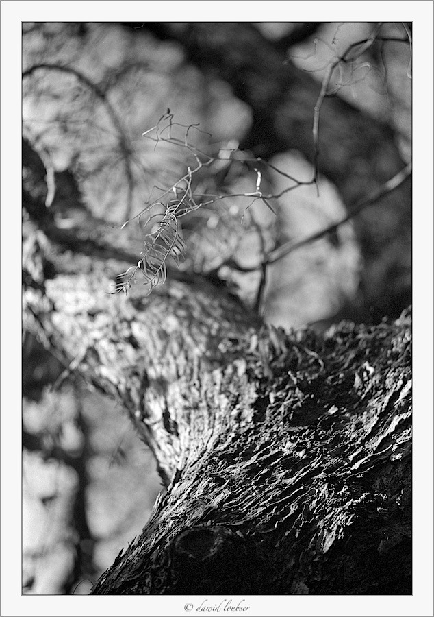 minimal_growth_by_philosomatographer-d4i97h5.jpg