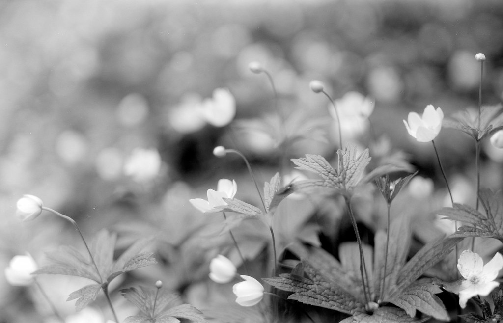 www.flickr.com