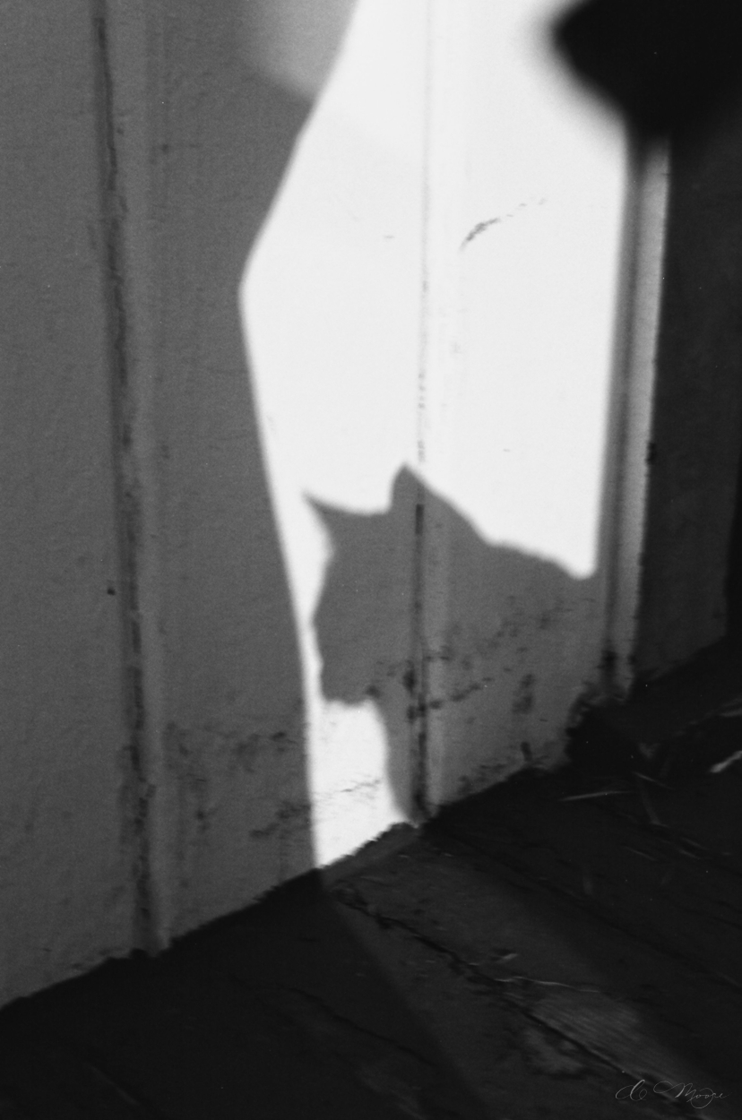 Delta100_LucyShadow_1250_90070021.jpg