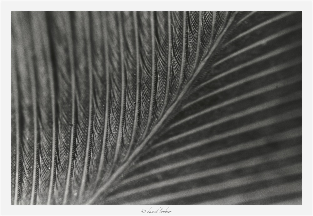 Feather_Slice_by_philosomatographer.jpg