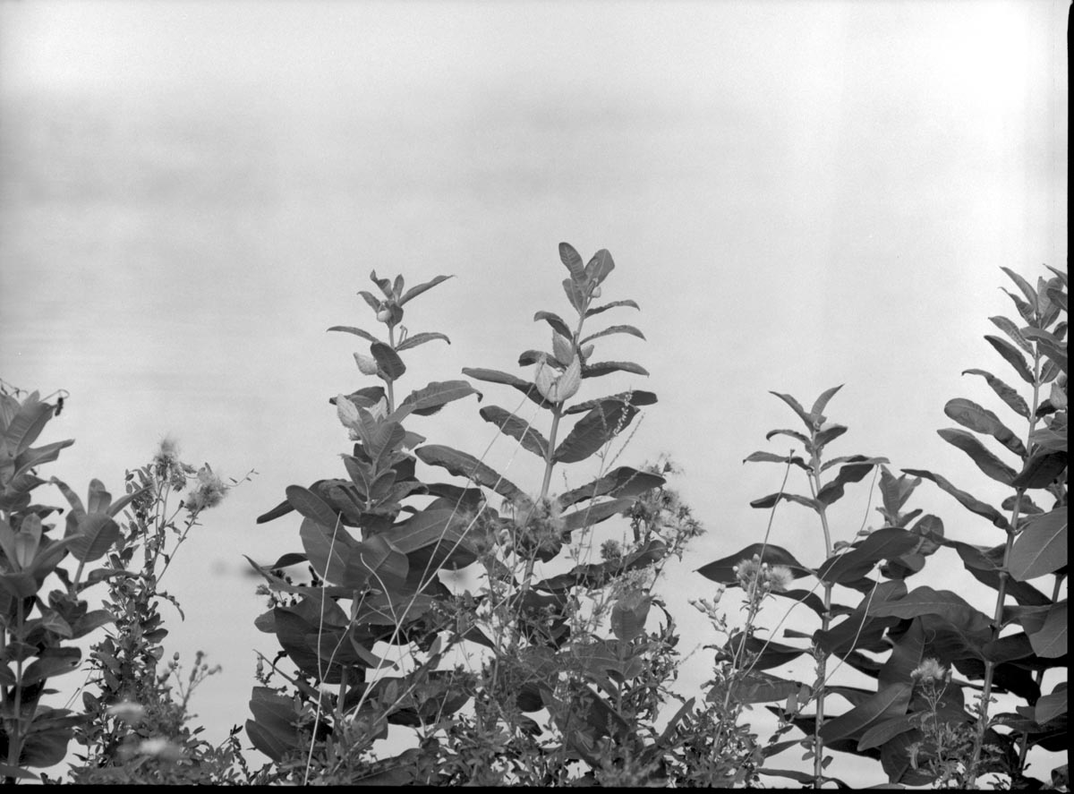 mamiya_300_example_02.jpg