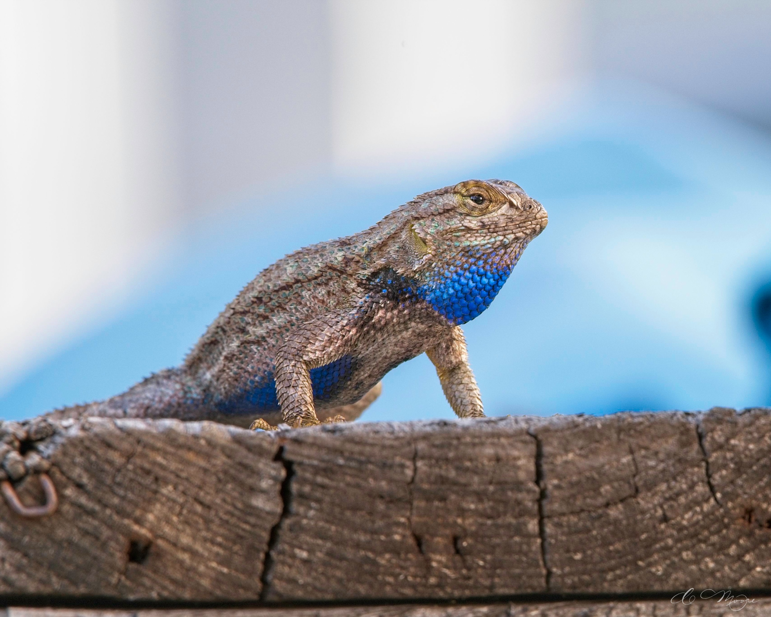 Mar31_DSC_3432v1.jpg