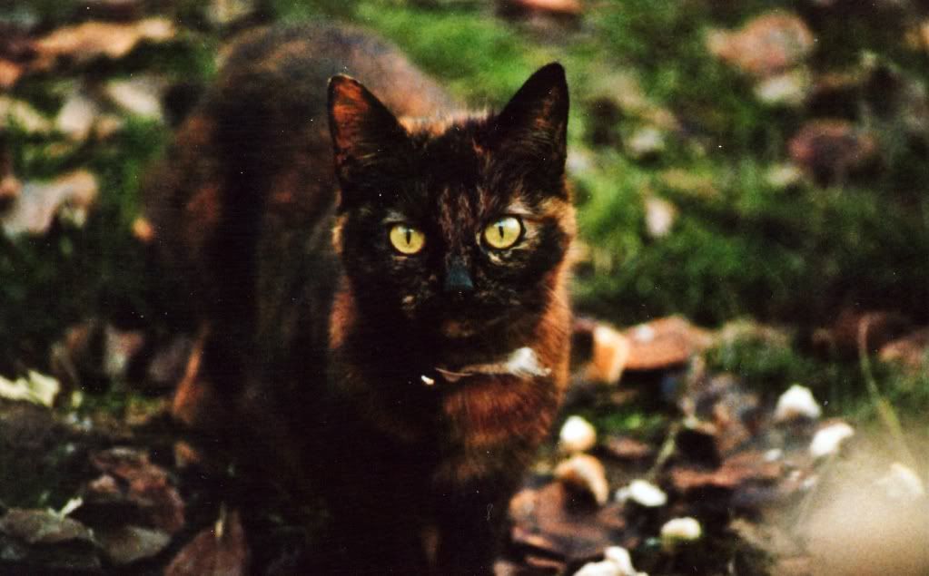 cat.jpg