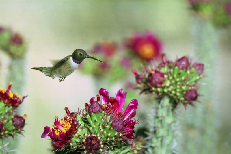 hummer620_sanped.jpg