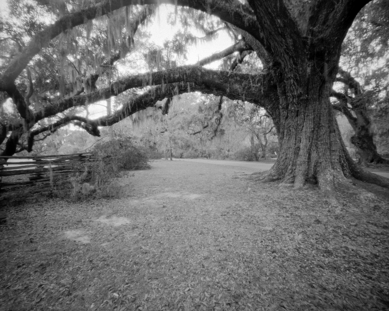 MagnoliaOak.jpg