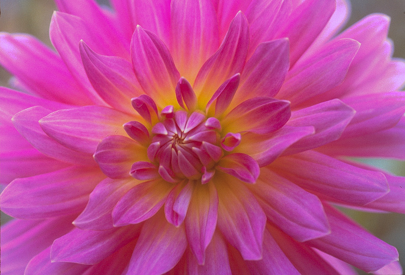 68430798.jpg