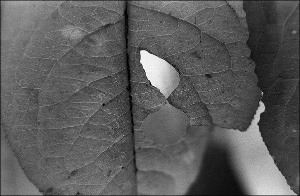single-leaf.jpg