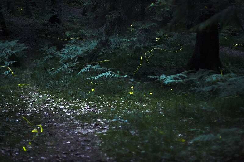 800px-GluehwuermchenImWald.jpg