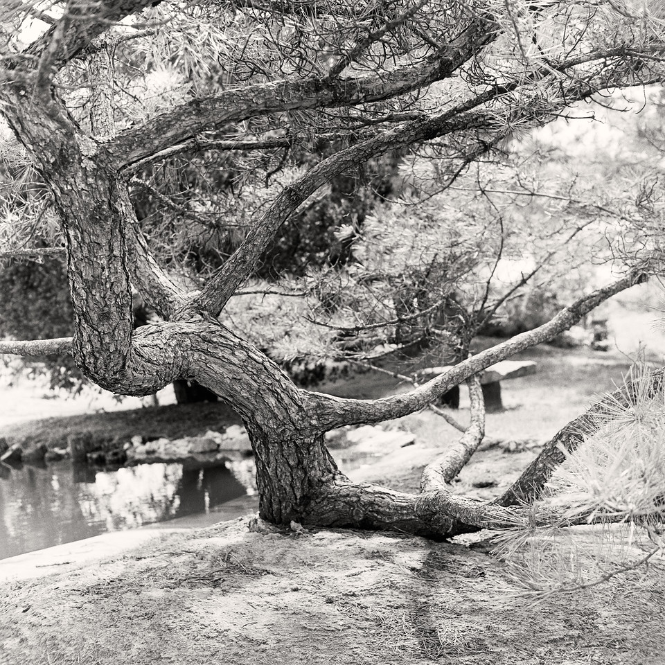 camera_scan-Japanese_maple-X2.jpg